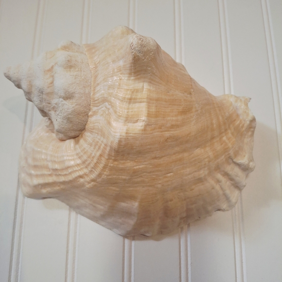 Natural Conch Shell Decor - Picture 2 of 2